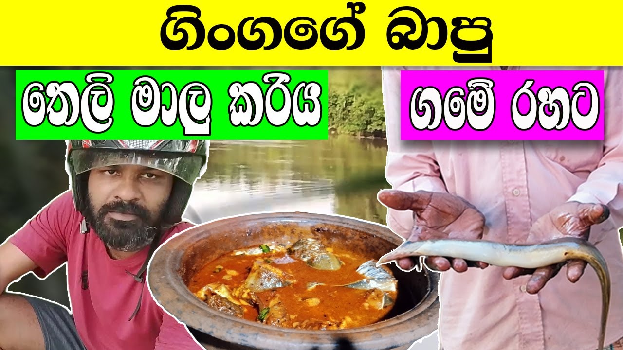 ගිං ගඟෙන් බාපු තෙලි මාළු - Catching Fish in the Gin River! Sri Lankan River Fishing Expedition