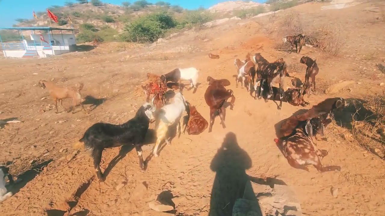 Beer gaon me bakra palan/ Ajmer Bakra Mandi Live Update 