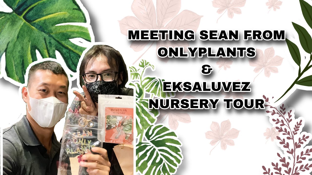 Meeting Sean from Onlyplants and tour at Eksaluvez Nursery at Ragunan