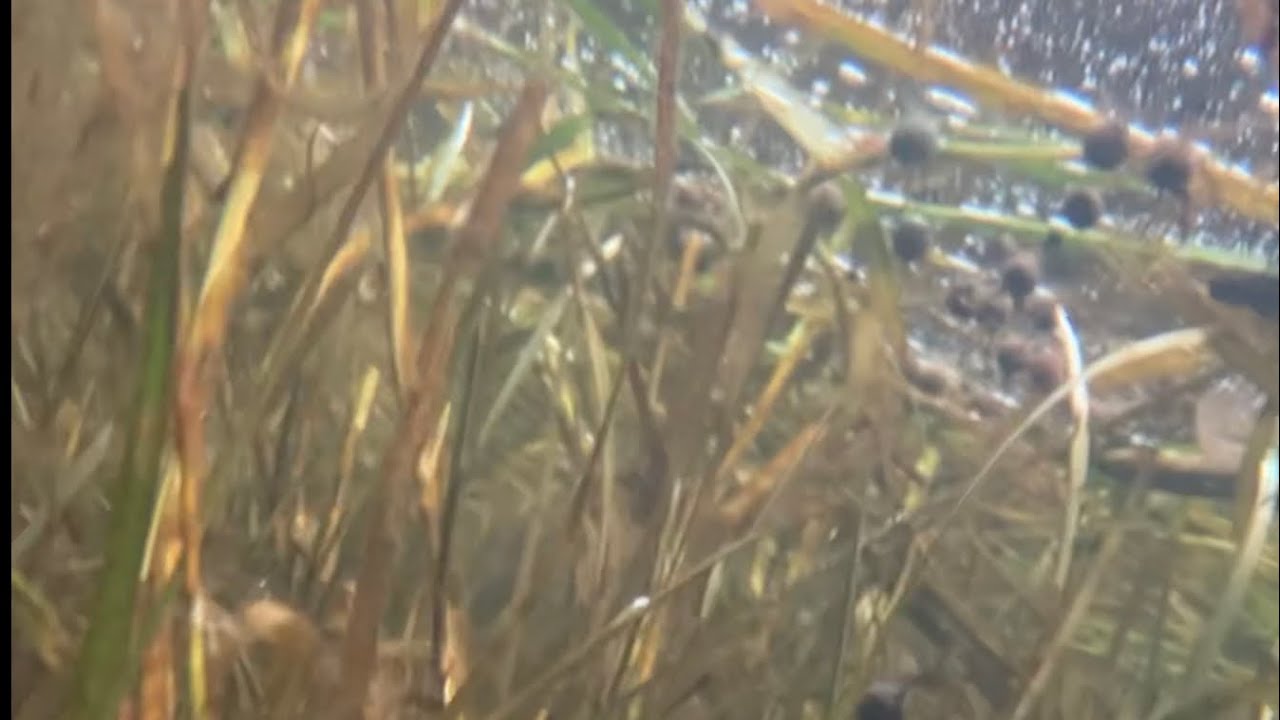 Underwater view - underwater plants #shorts