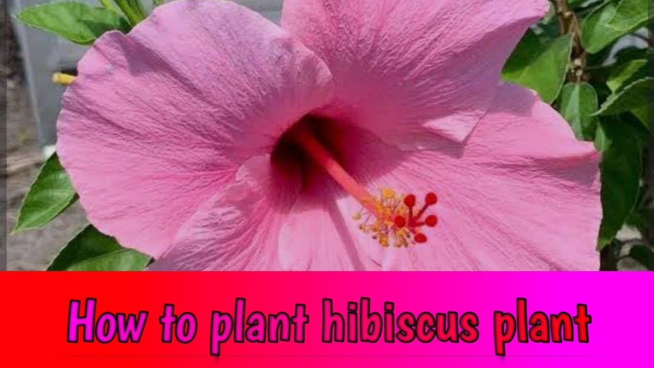 How to plant hibiscus plant || ग़ुल्हड़ के पौधे को कैसे लगाए || Manju's garden 