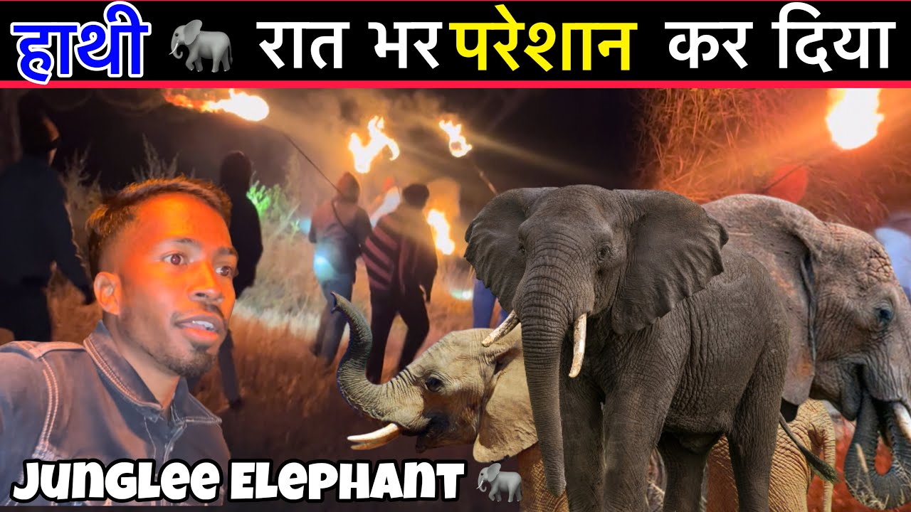 Mid Yinda हाथी 🐘 Le Laga keh Kowa || Santali vlogs ||