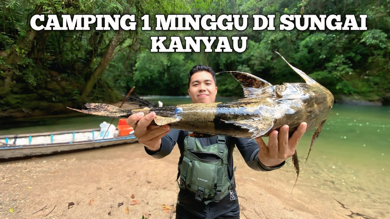 Camping Fishing 1 Minggu Hujan Deras di Sungai Kanyau Pertualangan dalam hutan masak makan ikan