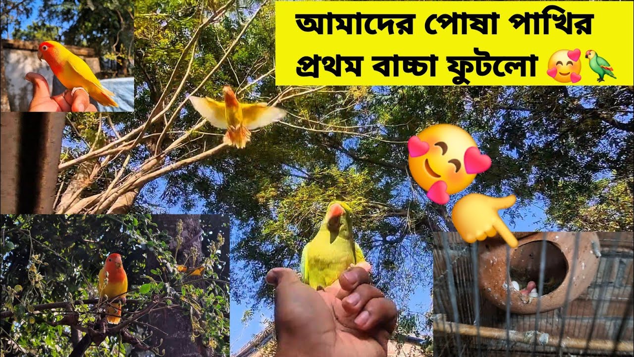 У нашей домашней птички вылупился первый птенец 🥰🦜