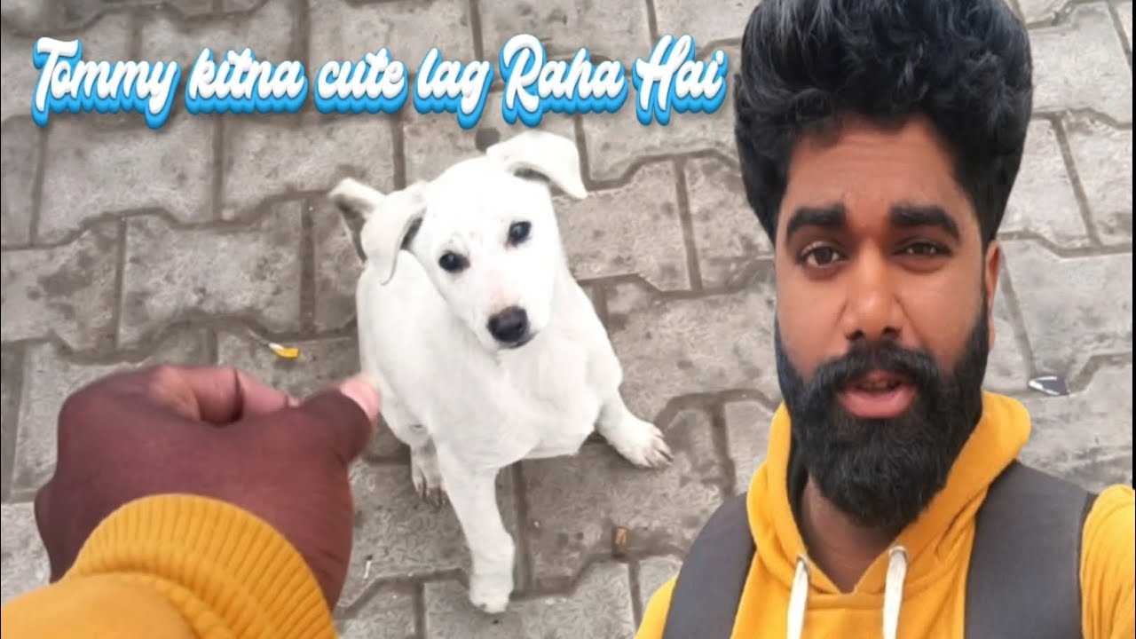 Tommy kitna cute lag Raha Hai ☺️🫵