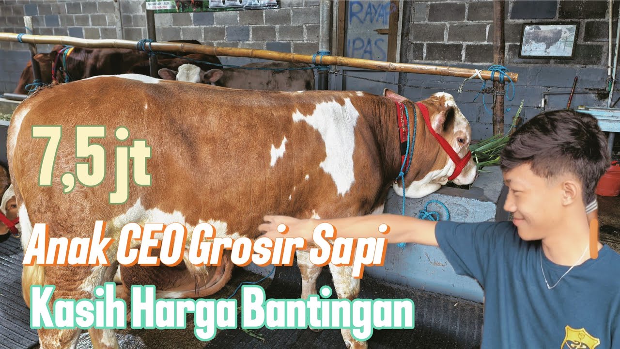 Anak CEO Muncul Pasang Harga 7,5 untuk Sapi Limosin di Grosir Sapi Malang