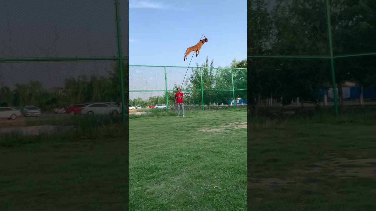 Тренировка и прыжки бельгийского малинуа