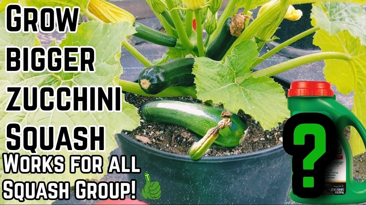 Why are my zucchini turning yellow and rotting ! This will save your plants fast!
