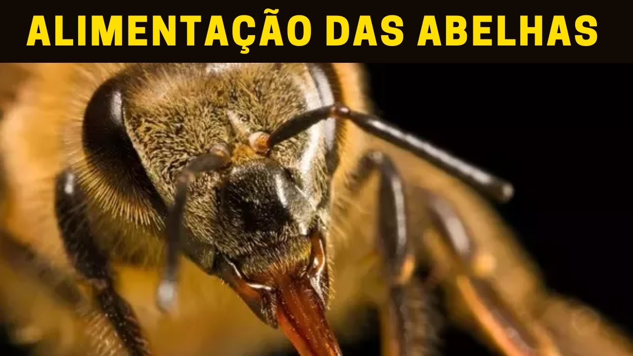 Alimentação de ABELHAS | Apislogia