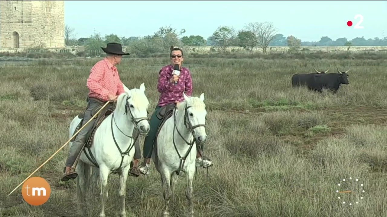 Au cœur d'une manade de taureaux en Camargue // Télématin - Fenêtre sur les régions - France 2