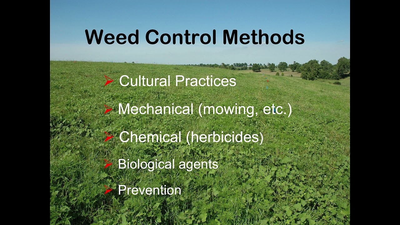 An integrated approach to weed control in pastures-JD Green