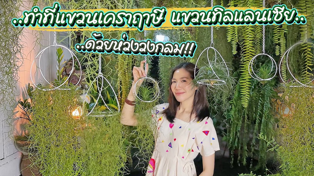 ไอเดียตกแต่งเคราฤาษี ทิลแลนเซีย ทำที่แขวนเคราฤาษี ทิลแลนเซีย ด้วยห่วงวงกลม | Spanish Moss Tillandsia