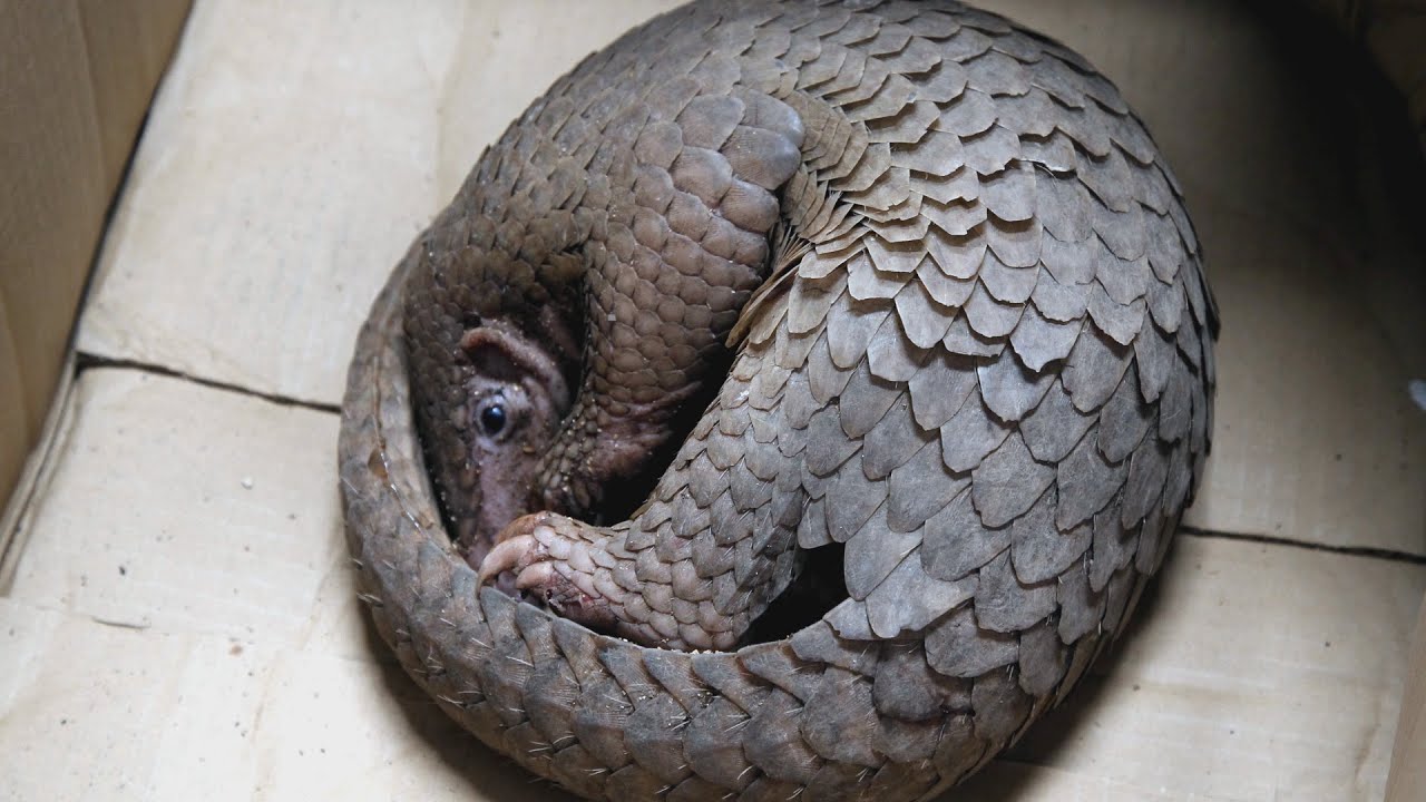 Meet the Pangolin, the Small Creature at the Center of a Massive Illegal Trade | TakePart