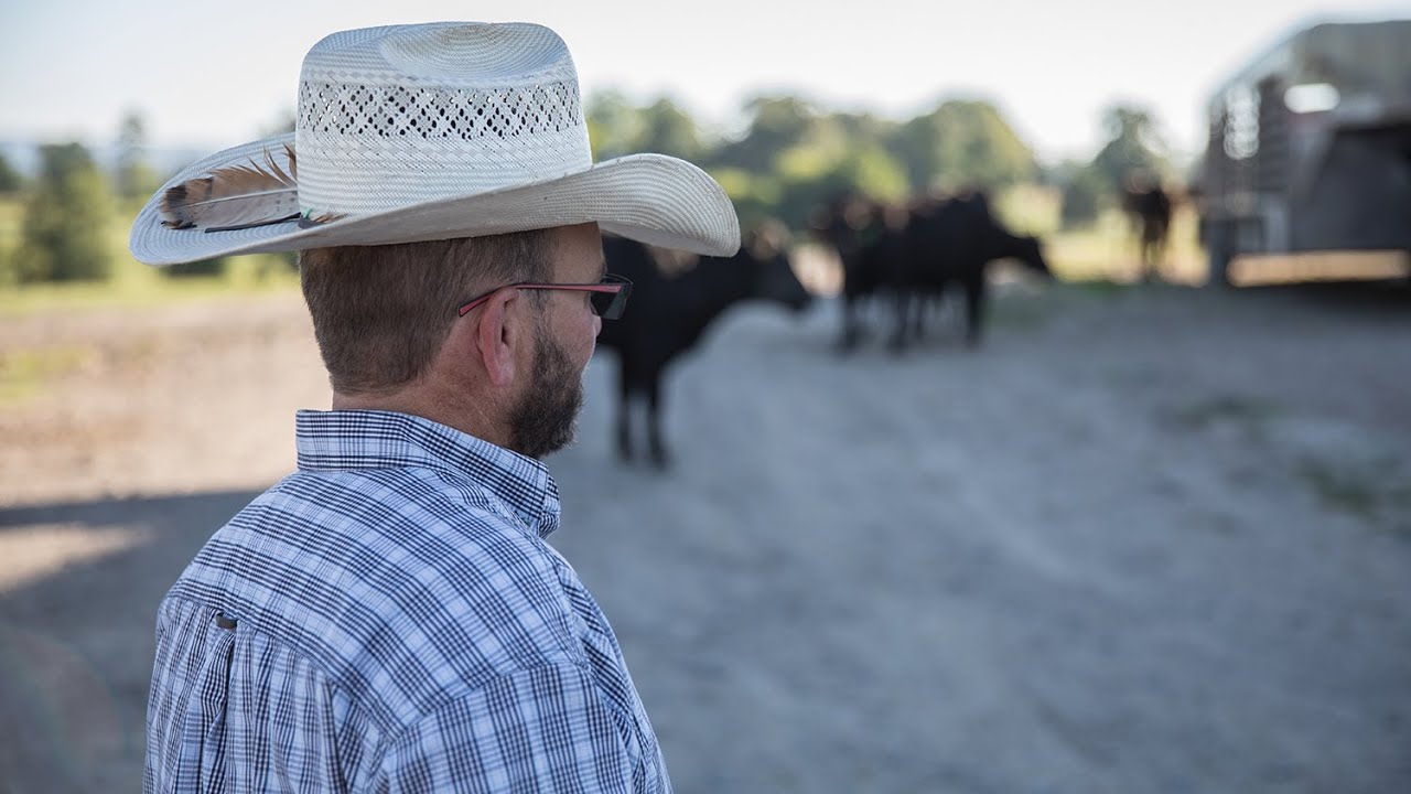 LNC: Toon Cattle Co