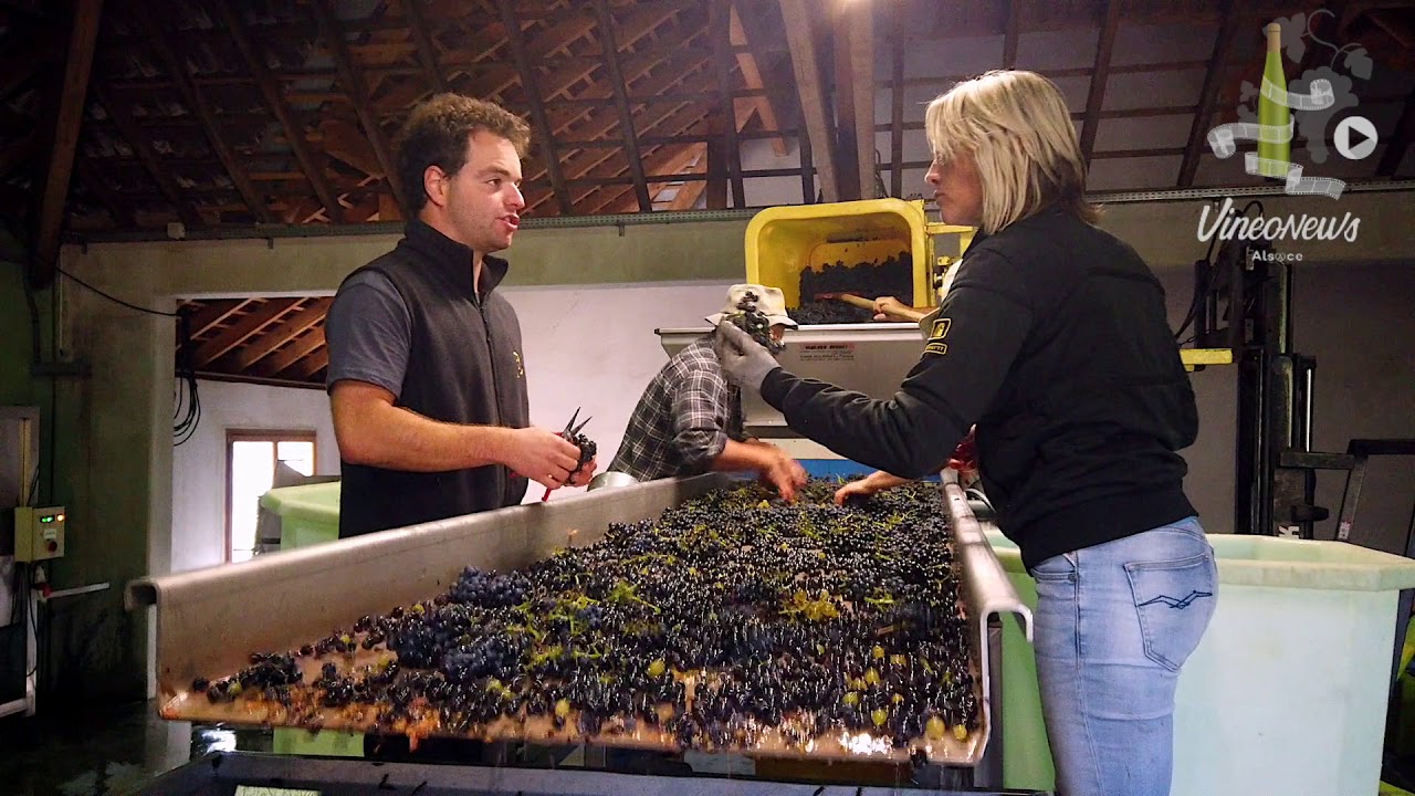 Carnets de Vendanges, le Domaine Barmès Buecher