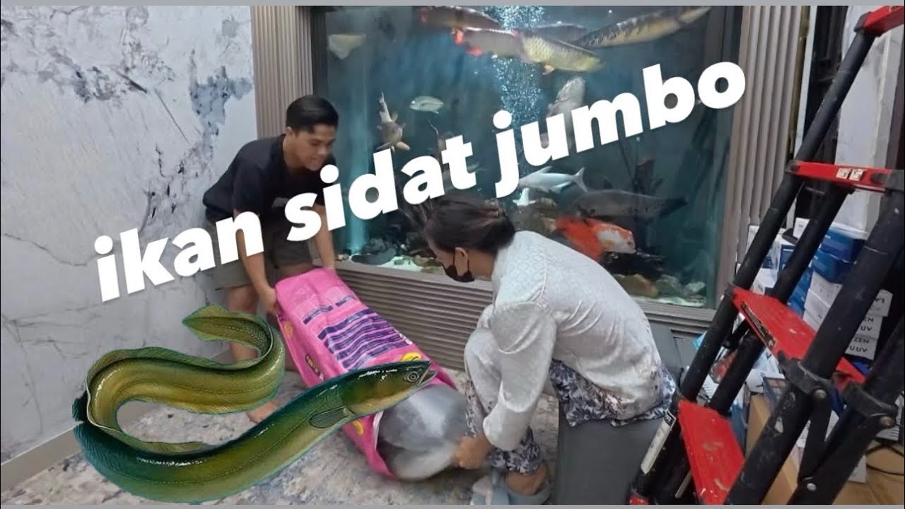 Ambil paket sidat Dari luar kota