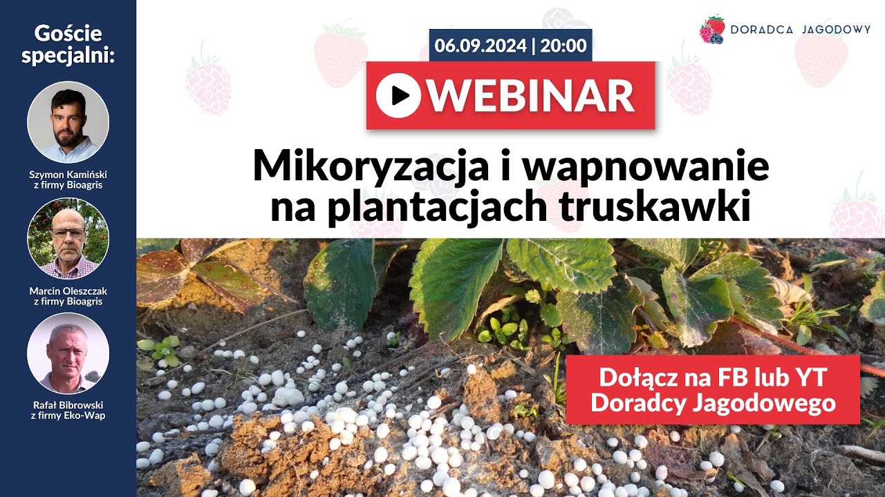 Mikoryzacja i wapnowanie na plantacjach truskawki, ważne jesienne zabiegi na plantacji truskawek.