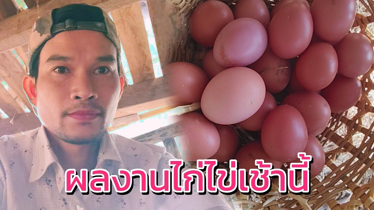 ผลงานไก่ไข่เช้านี้