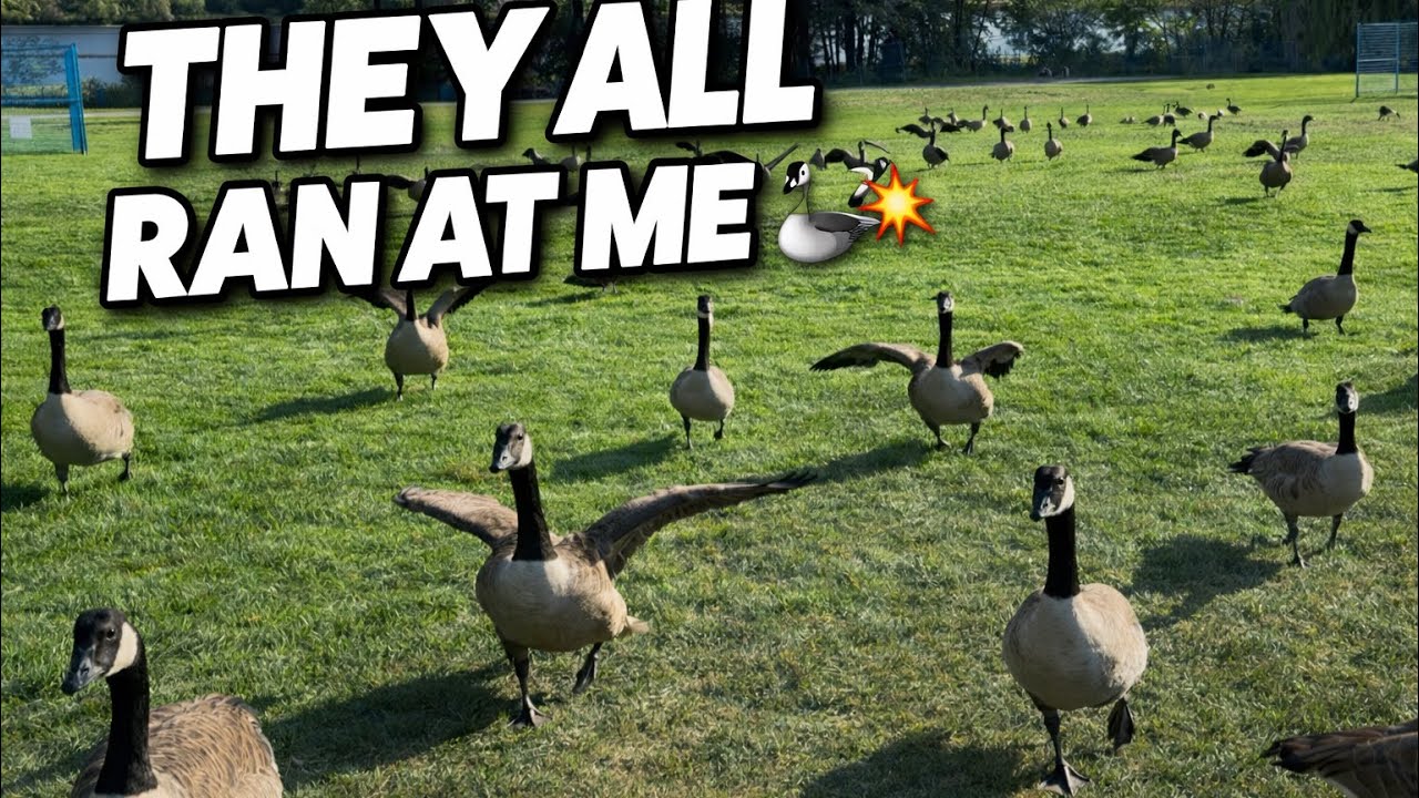 They All Ran at Me 🪿💥 | A Goose Family Turns Wild