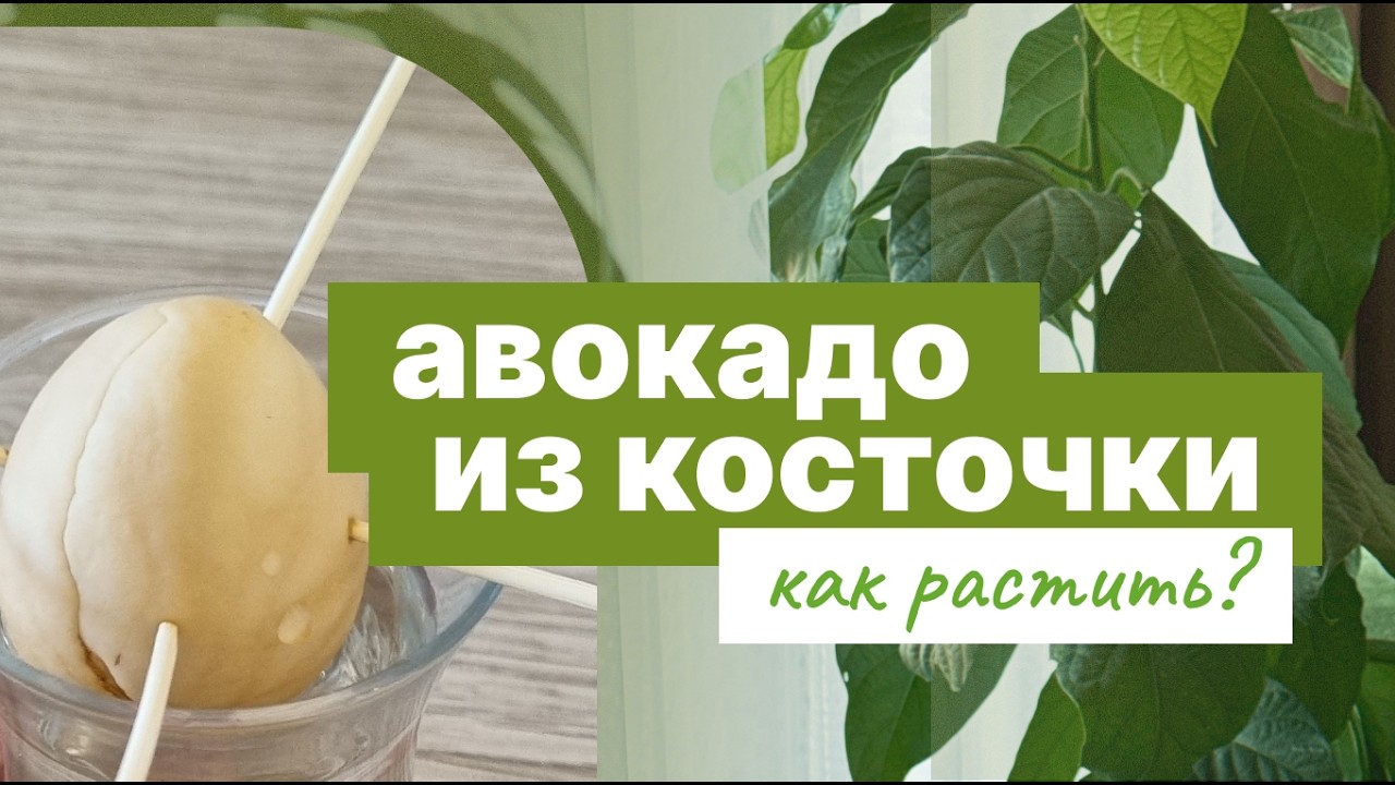 Авокадо из косточки: Что выросло и как ухаживать. Результат через 1,5 года ухода