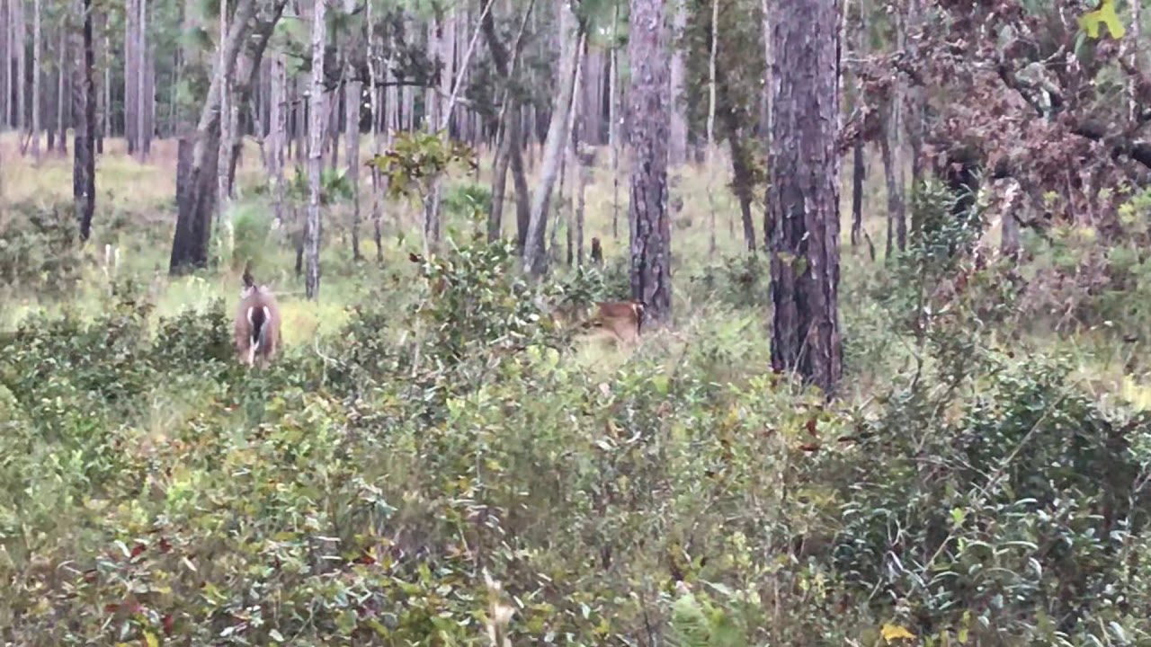 GRIZZLY BEAR ATTACKS DEER!!!