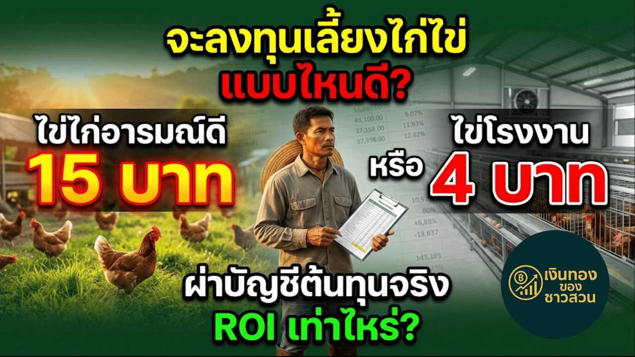 ไข่โรงงาน 4 บาท ปะทะ ไข่อารมณ์ดี 15 บาท กางบัญชีกำไรต่อฟอง ใครสร้างรายได้มากกว่าในที่ 1 ไร่?