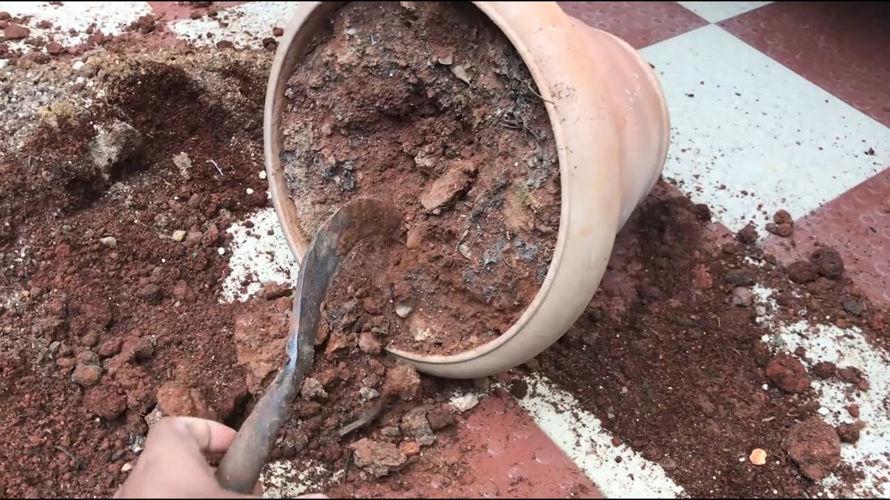 5 STEPS TO REJUVENATE EXPIRED OLD POTTING SOIL MIX | Revitalize Old Garden Soil