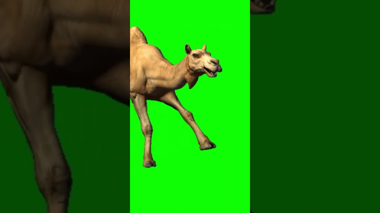 Green Screen Camel Video Viral Shorts Copy Right Free | MR Fun Film.