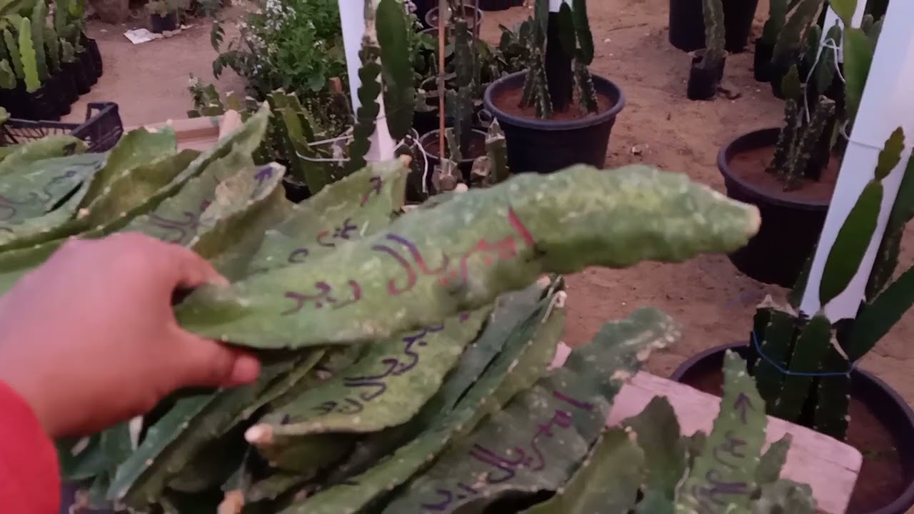 معلومه هامه جدا لاي حد هيبدأ مشروع زراعة دراجون فروت والمواصفات الصحيحه للعقله