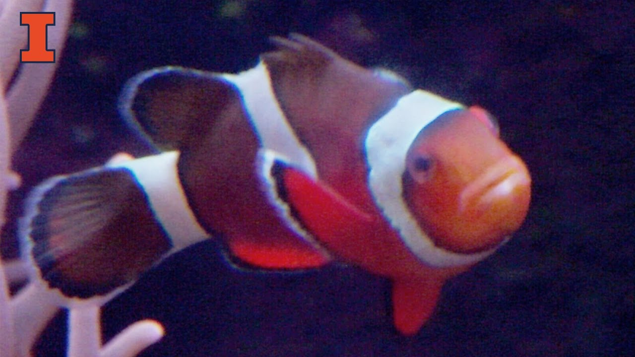 Sex Change in the Brains of Clownfish