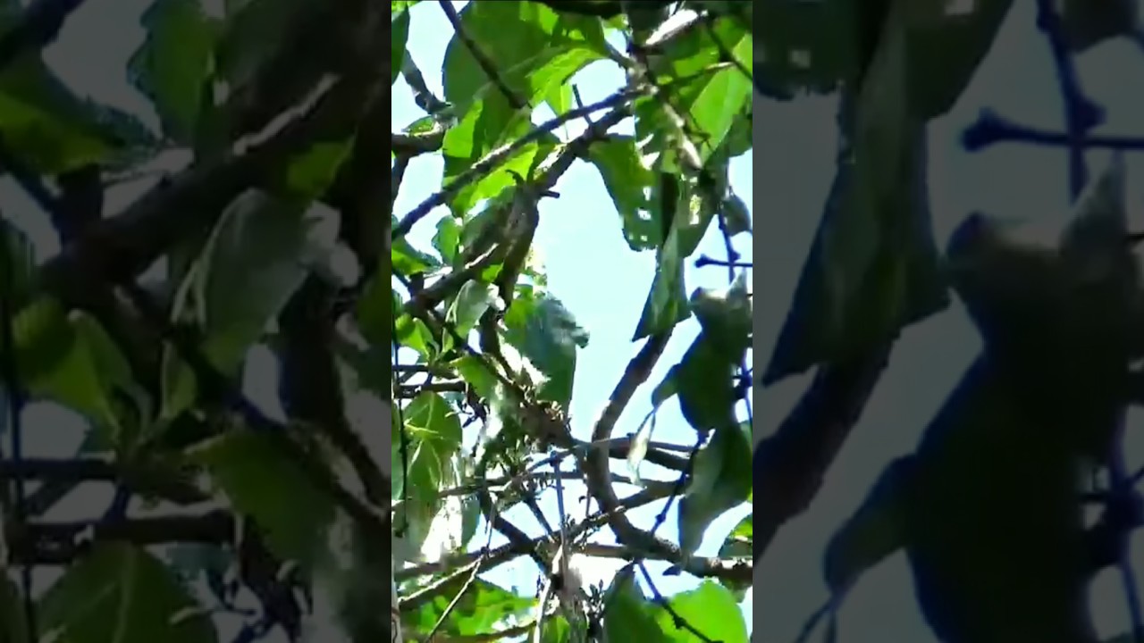 Mikat Burung Cabe Cabe