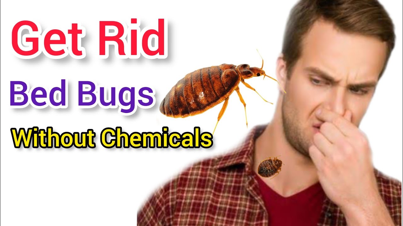 How To Get Rid Bed Bugs Without Chemicals || Natural Bed Bug Removal Methods
