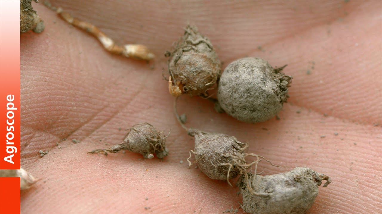 Yellow Nutsedge: Recognition and Control