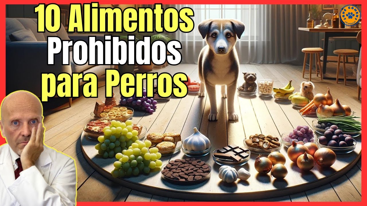 🔴 10 ALIMENTOS PROHIBIDOS PARA PERROS 🔴