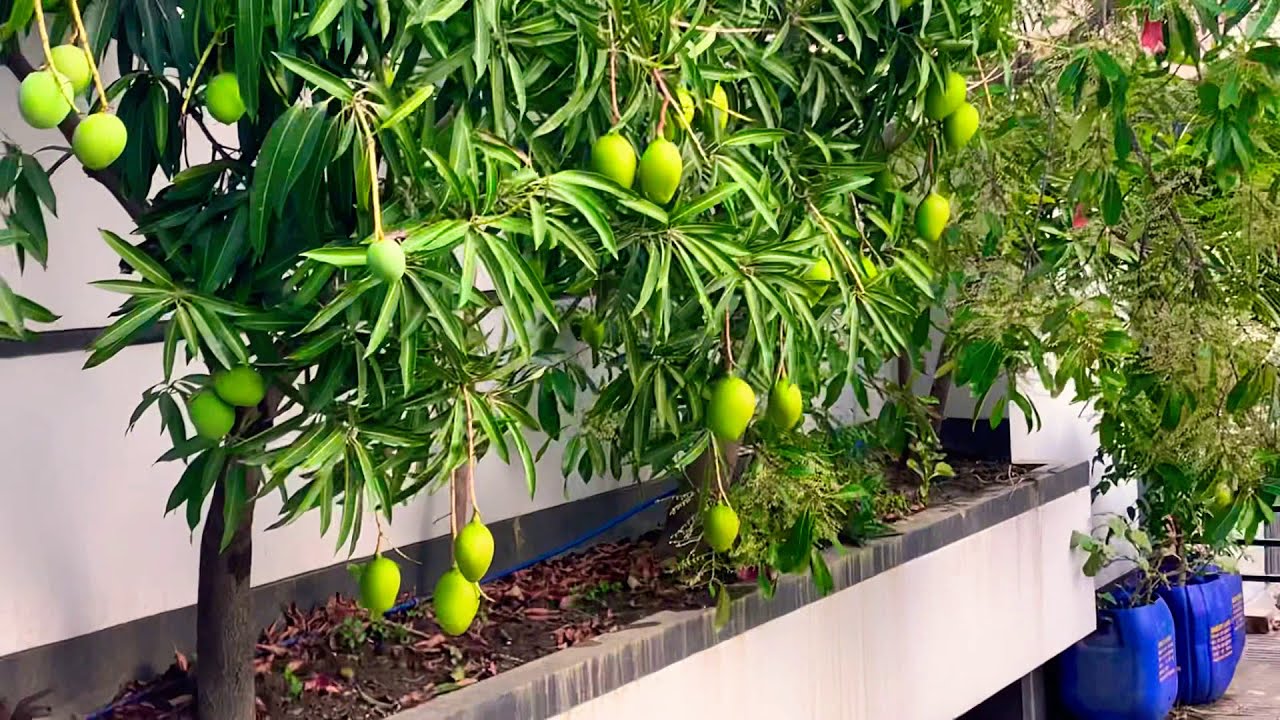 Rooftop Garden