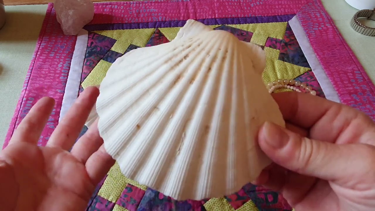 Les Pouvoirs des coquilles St Jacques .😉