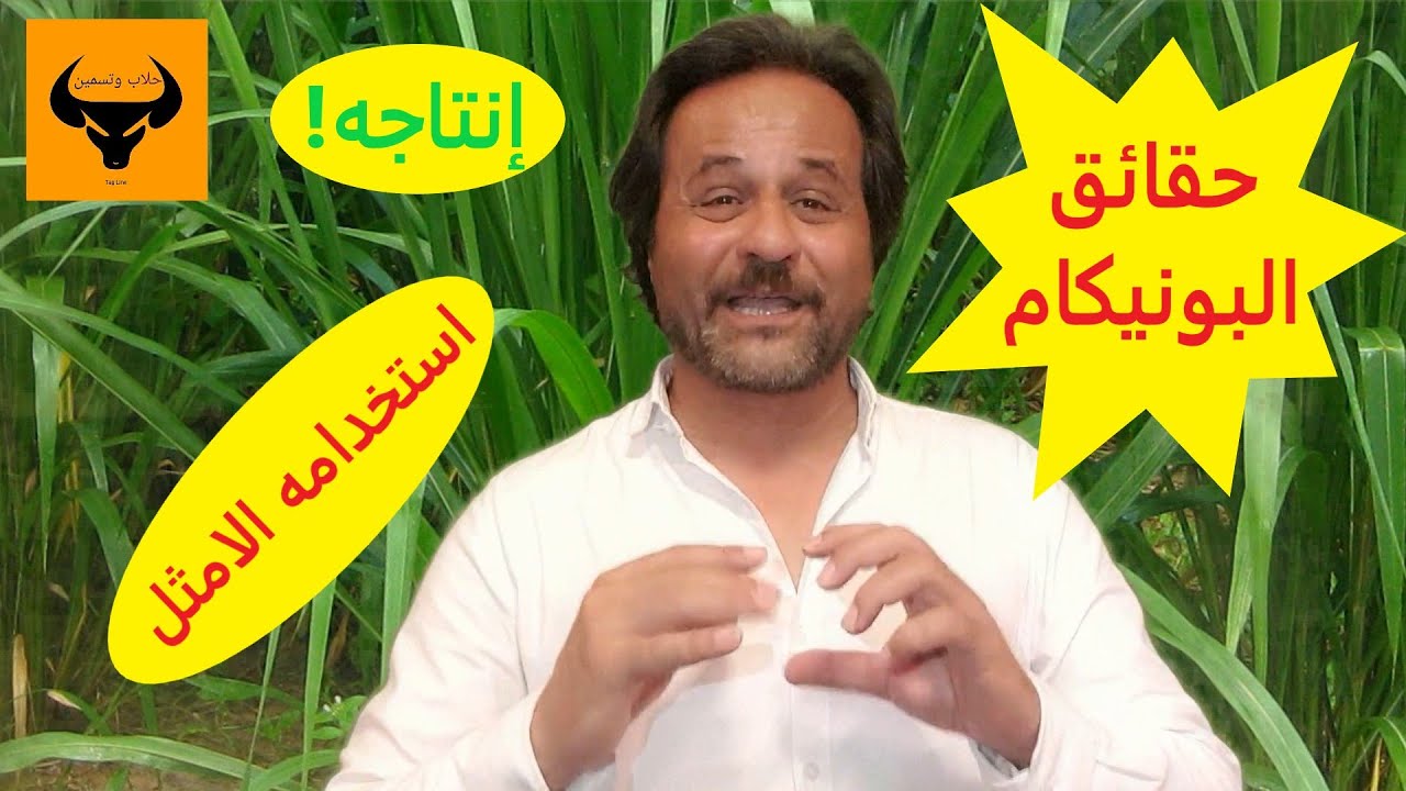 حقيقة ,البونيكام, زراعته واستخدامه في علف المواشي