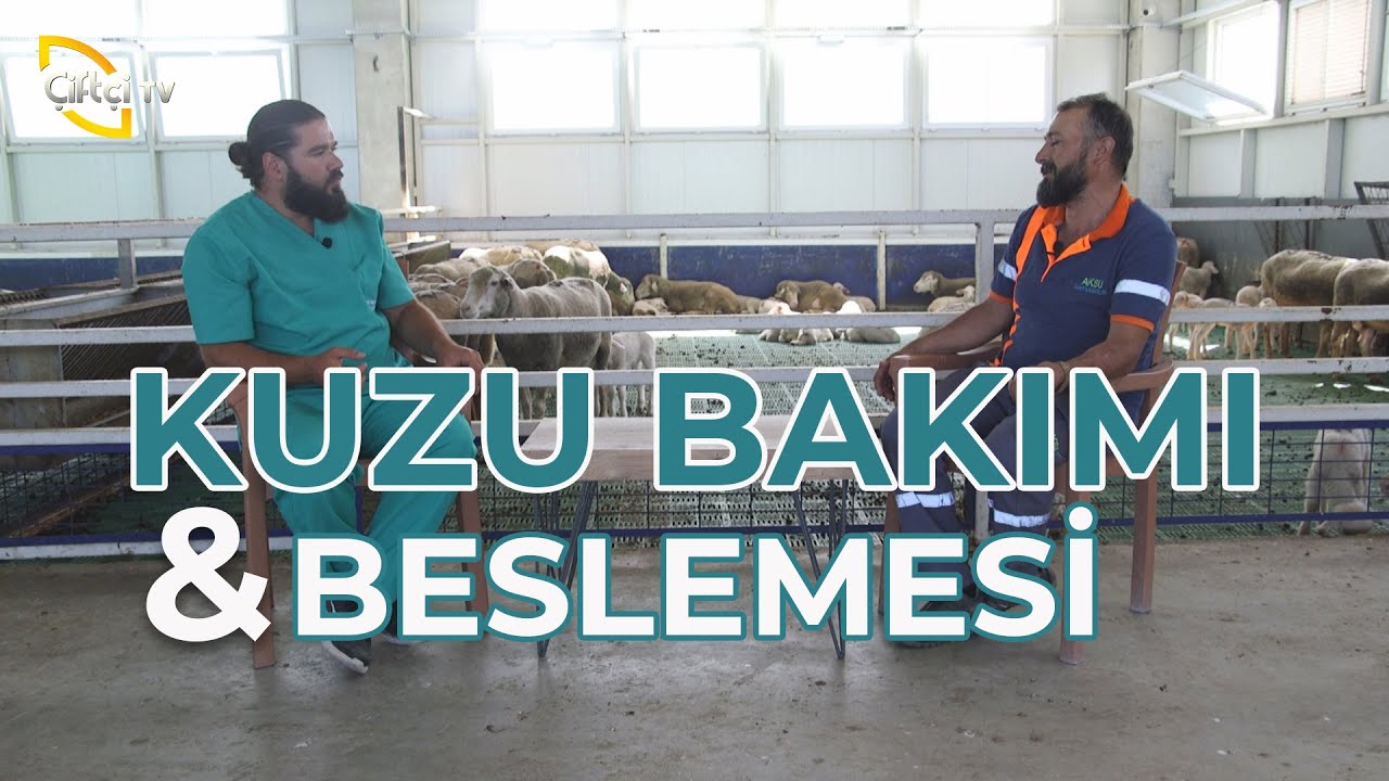 Kuzu Bakımı ve Beslenmesi - Koyuncu