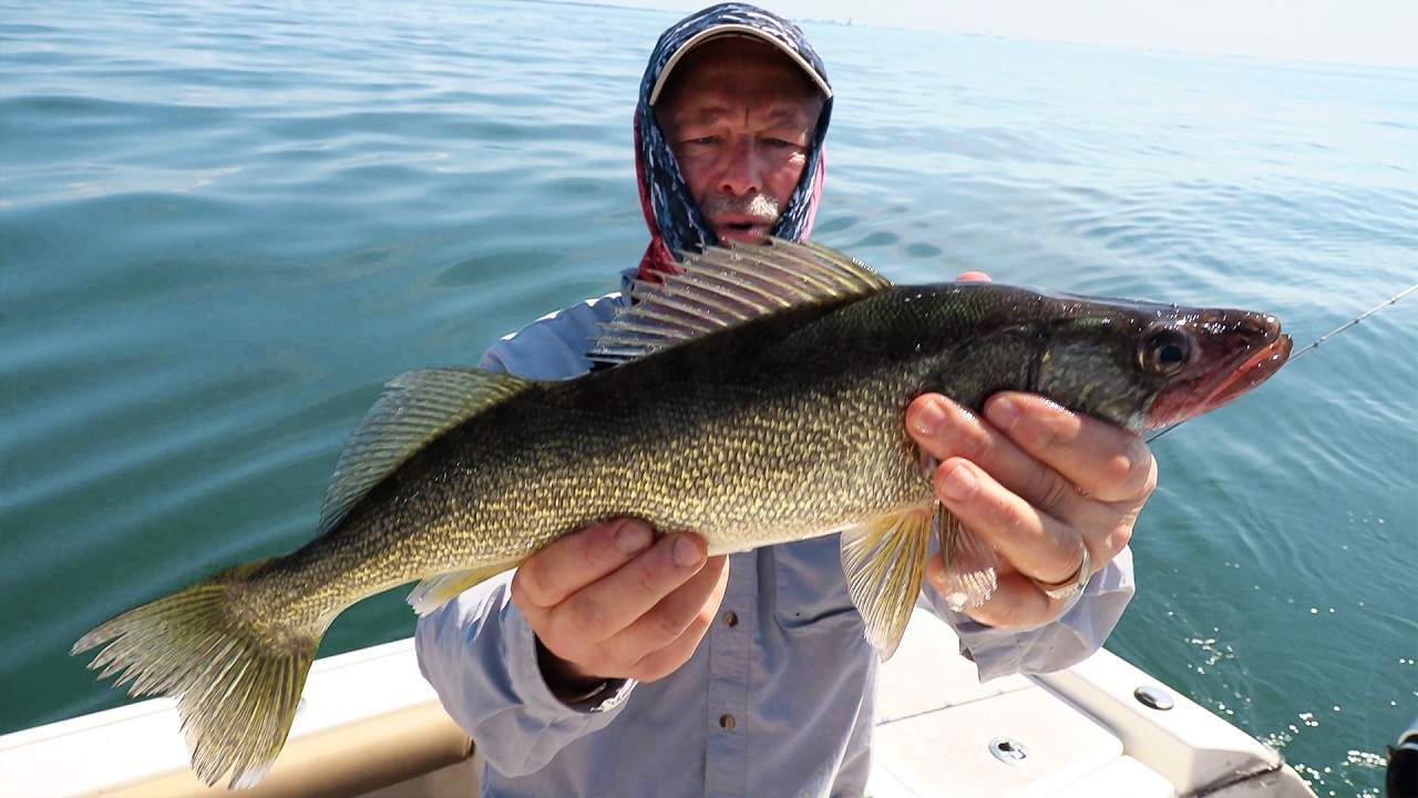 Double header walleye on the viper spoons!