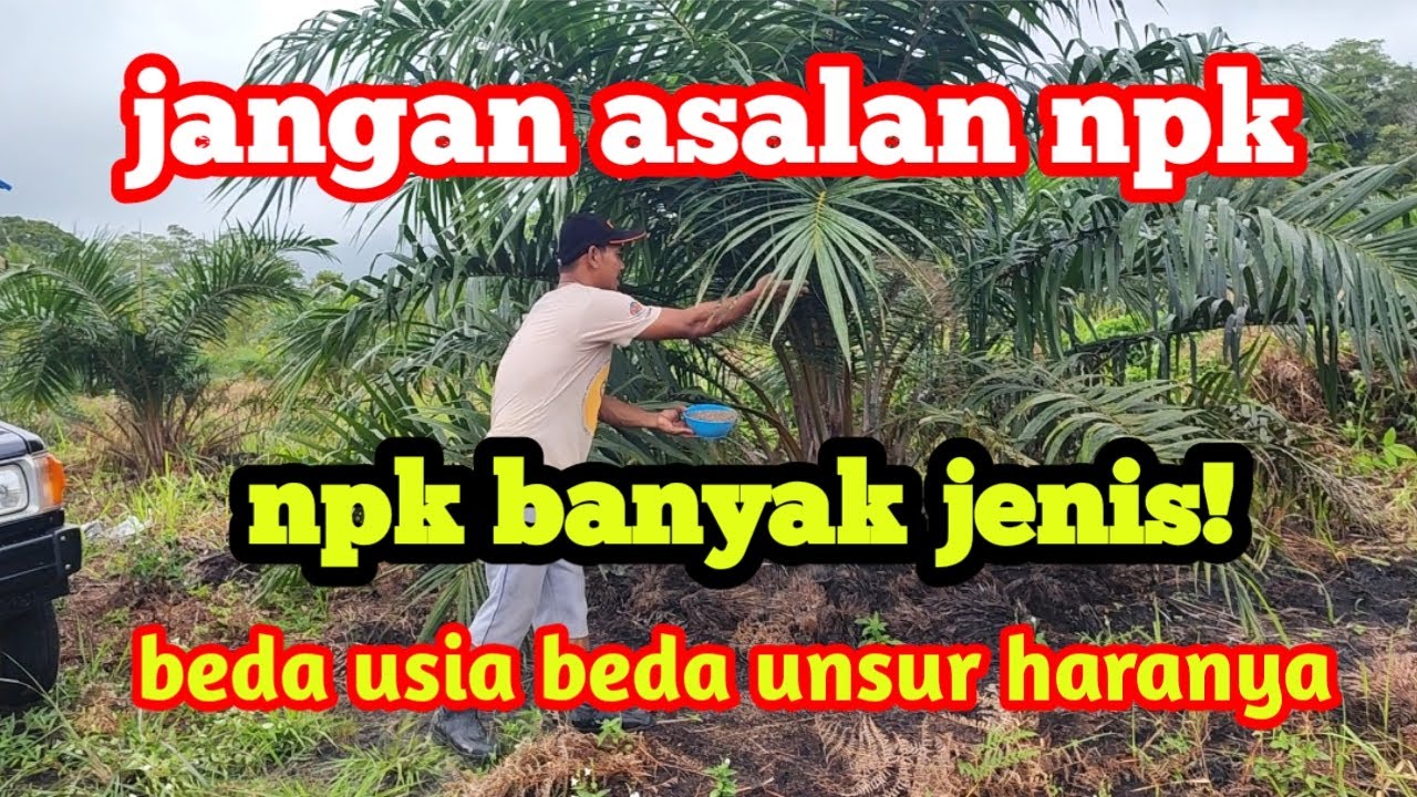 memupuk sawit usia 2tahun menggunakan npk 12 12 17