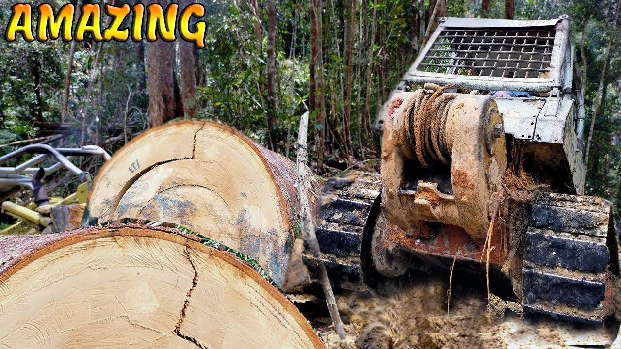 Skill Operator Alat Berat Bulldozer Logging Tarik Kayu Besar dari Dalam Hutan