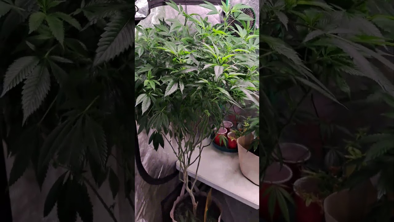 Happy Cannamis! Pines in 1 gallon pots ready for the flip in winter 😎 Organic growing 