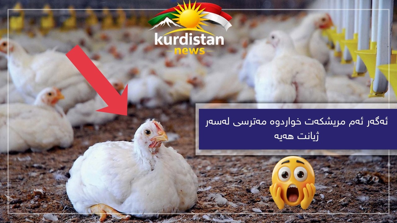 ئەگەر ئەم مریشکەت خواردوە مەترسی لەسەر ژیانت هەیە !!!
