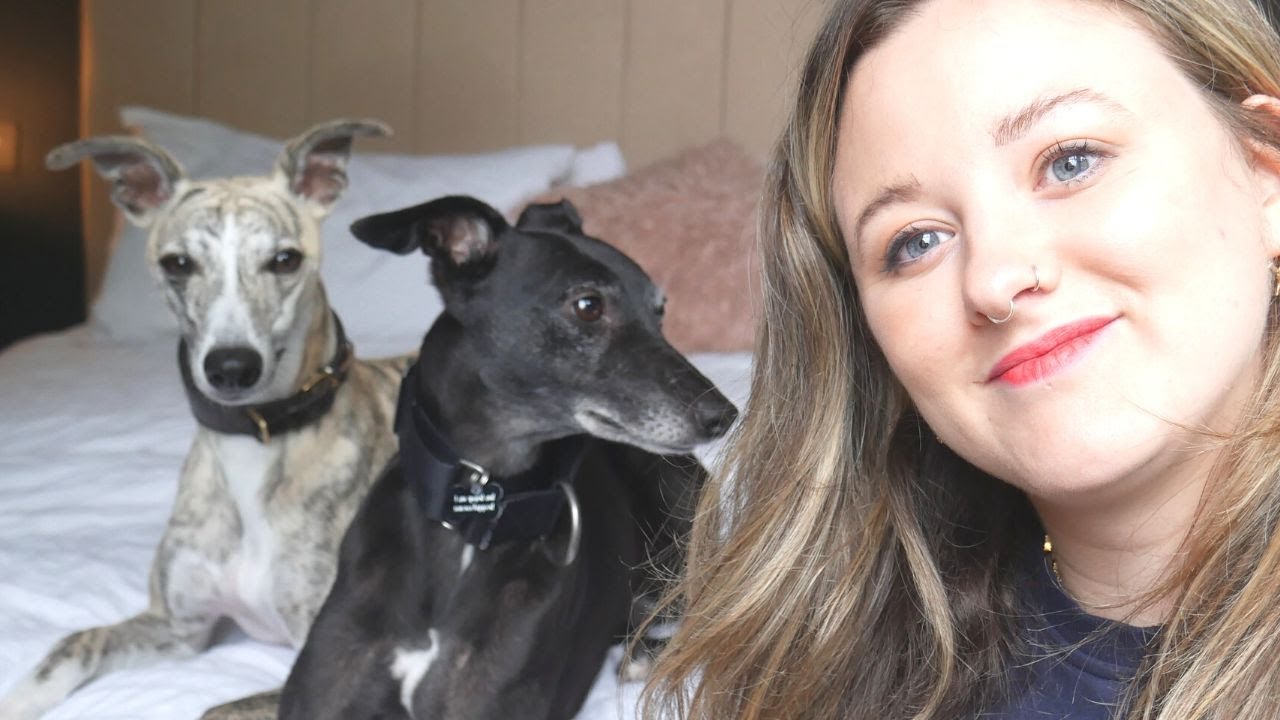 Thinking of getting a second dog? || Our experience with two whippets