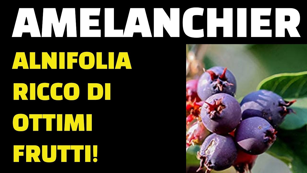 Amelanchier Alnifolia, dal Canada una pianta ricca di ottimi frutti!
