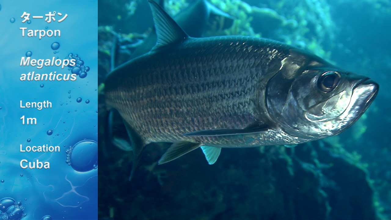 【動画お魚図鑑】ターポン (Atlantic tarpon)