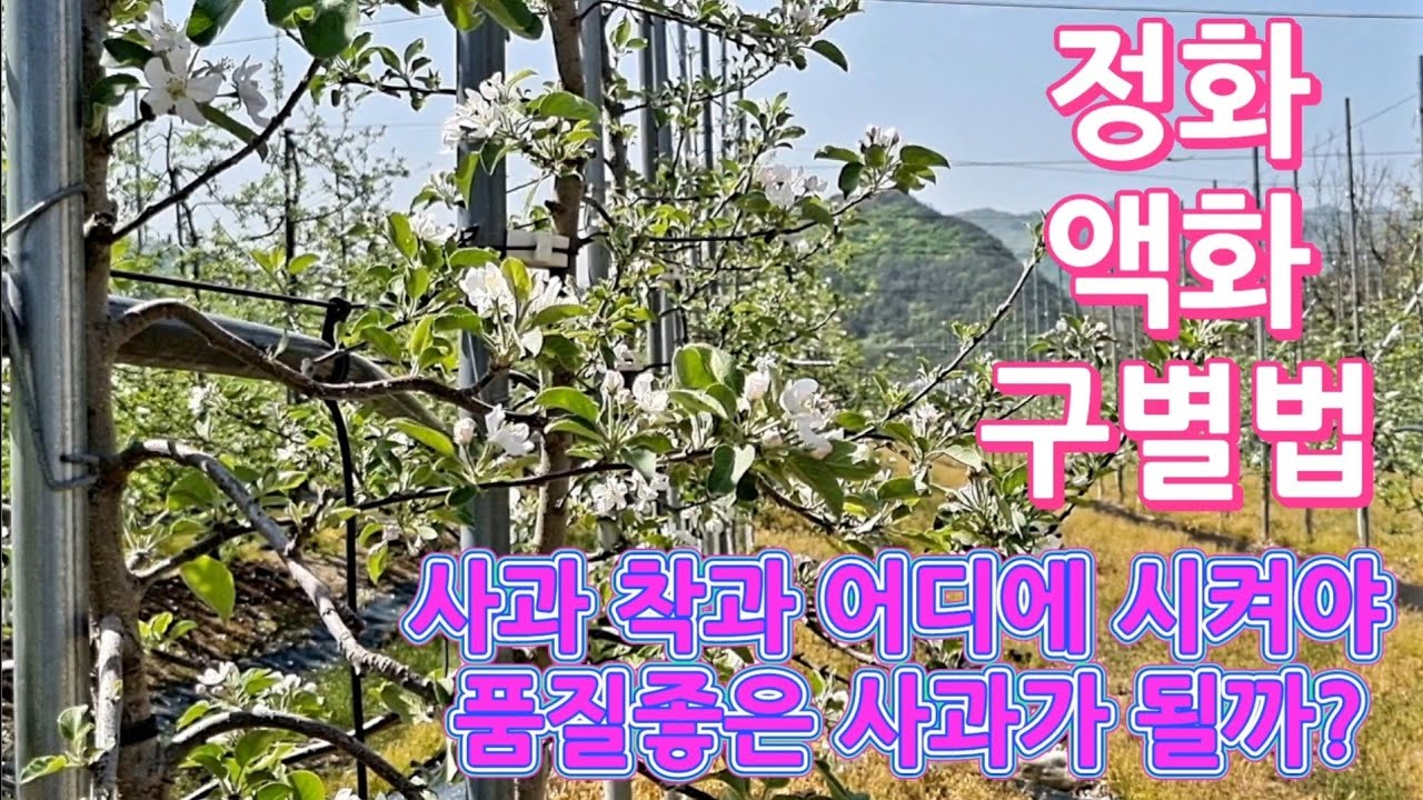 (제69화)정화 액화 구별법/사과 어디에 착과 시켜야 품질좋은 과일이 될까?