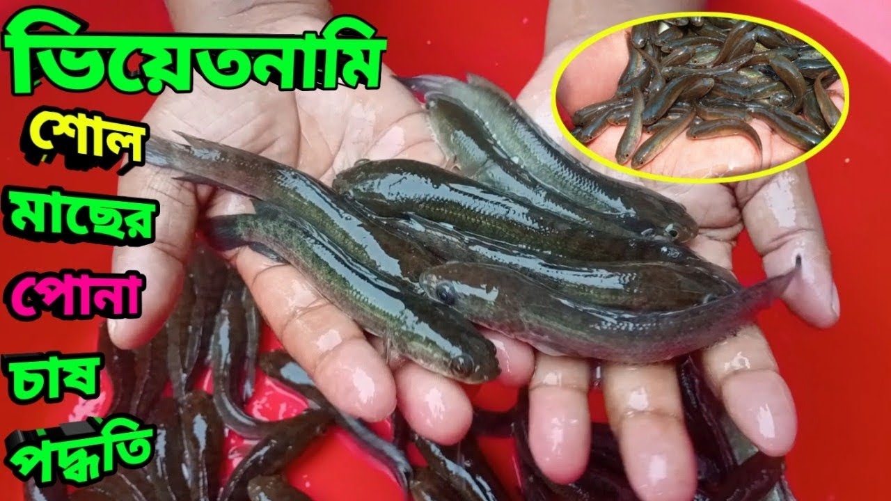 ভিয়েতনামি শোল মাছ চাষ পদ্ধতি | শোল মাছের পোনা | ফিড খাইয়ে শোল মাছের চাষ,,, 01618571676