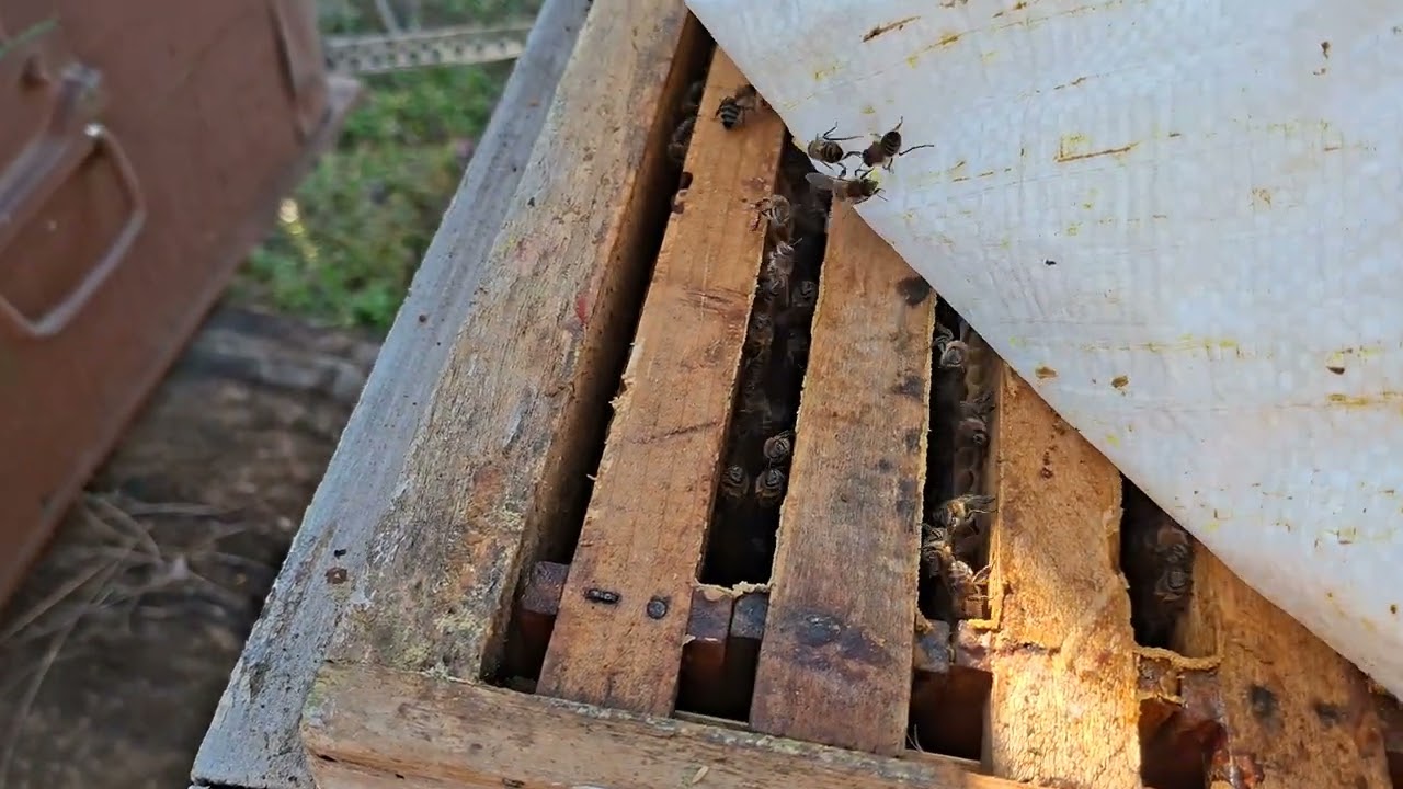 Albine, răchită  înflorită.  Încă  nu  s-au albit ramele.  