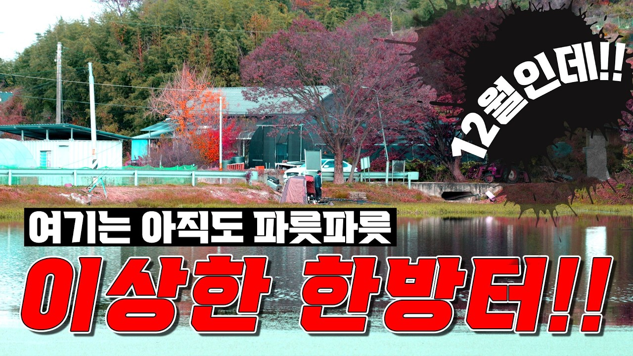 딱!! 추워지면 찾아가는 한방터!! 12월에 대물붕어가 잘나오는 아직도 파릇파릇한 이상한 대물터!! 부평초만 이동하면 무조건 입질한다!!